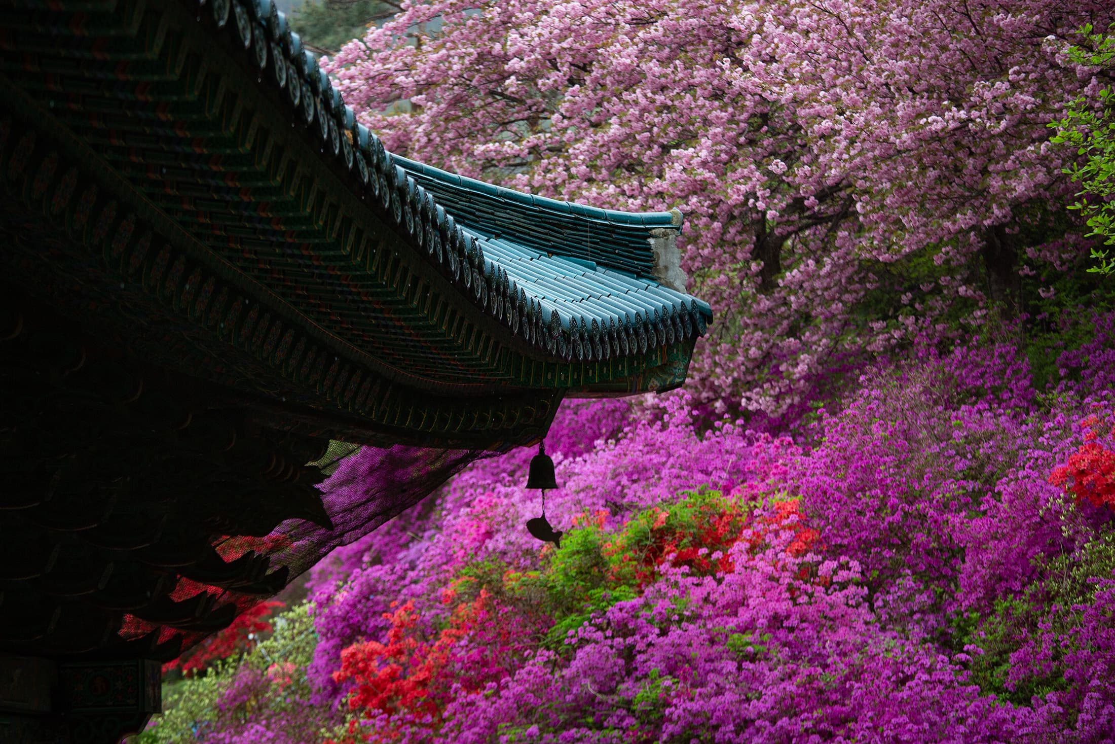 雖然當天巧遇細雨,但永平寺內依山綻放的花海,依舊美得令人留連忘返。