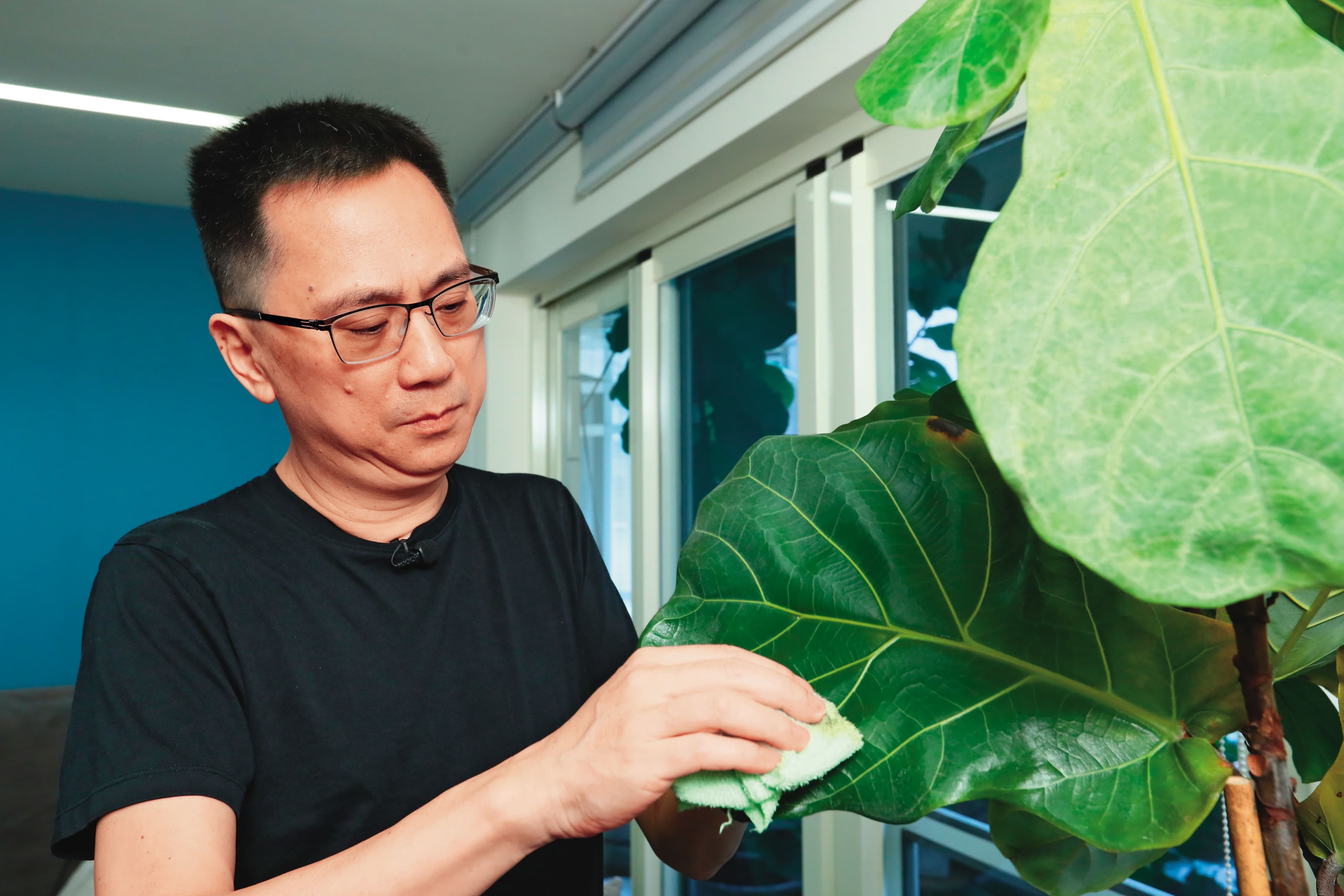 財位擺設琴葉榕,陳延昶壓力大時,會拿毛巾擦拭葉片,讓心靈平靜。