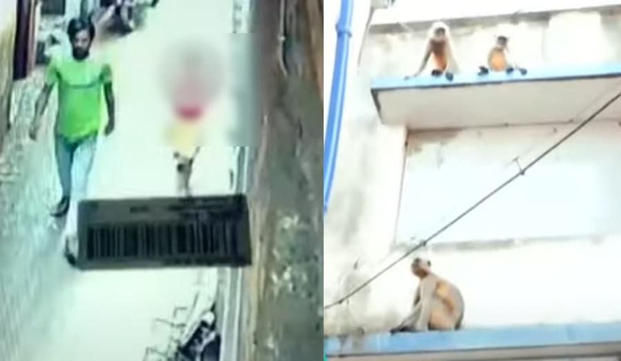 女童險遭陌生男子侵犯,危急時一群猴子現身攻擊嫌犯,嚇退嫌犯。(翻攝YT頻道「News18 UP Uttarakhand」2)