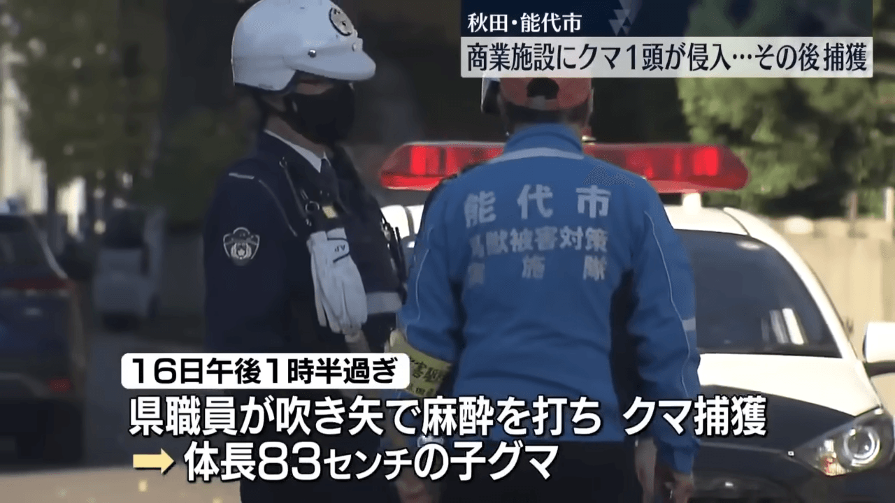 縣府人員和警方出動將闖入賣場的熊麻醉獵捕。(翻攝自 日テレNEWS)