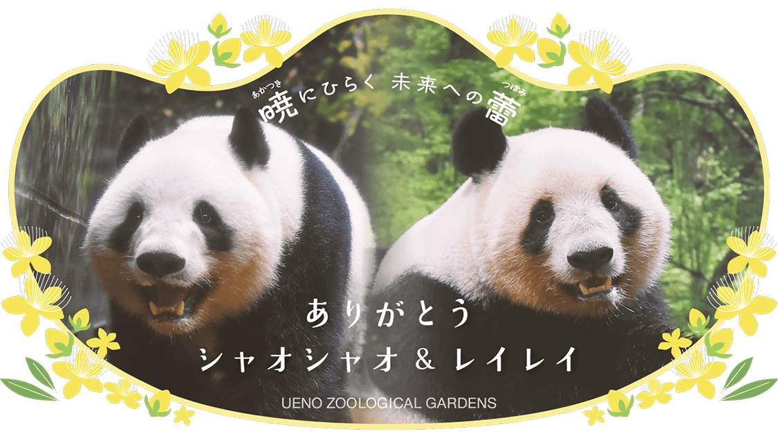 上野動物園感謝大貓熊曉曉、蕾蕾。（翻攝上野動物園官網）