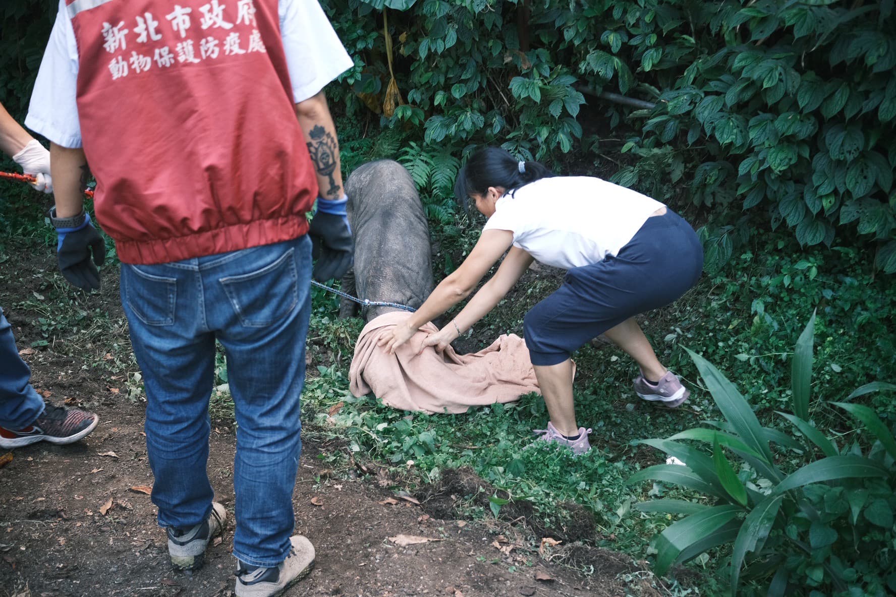 豬隻抓捕過程。（新北動保處提供）