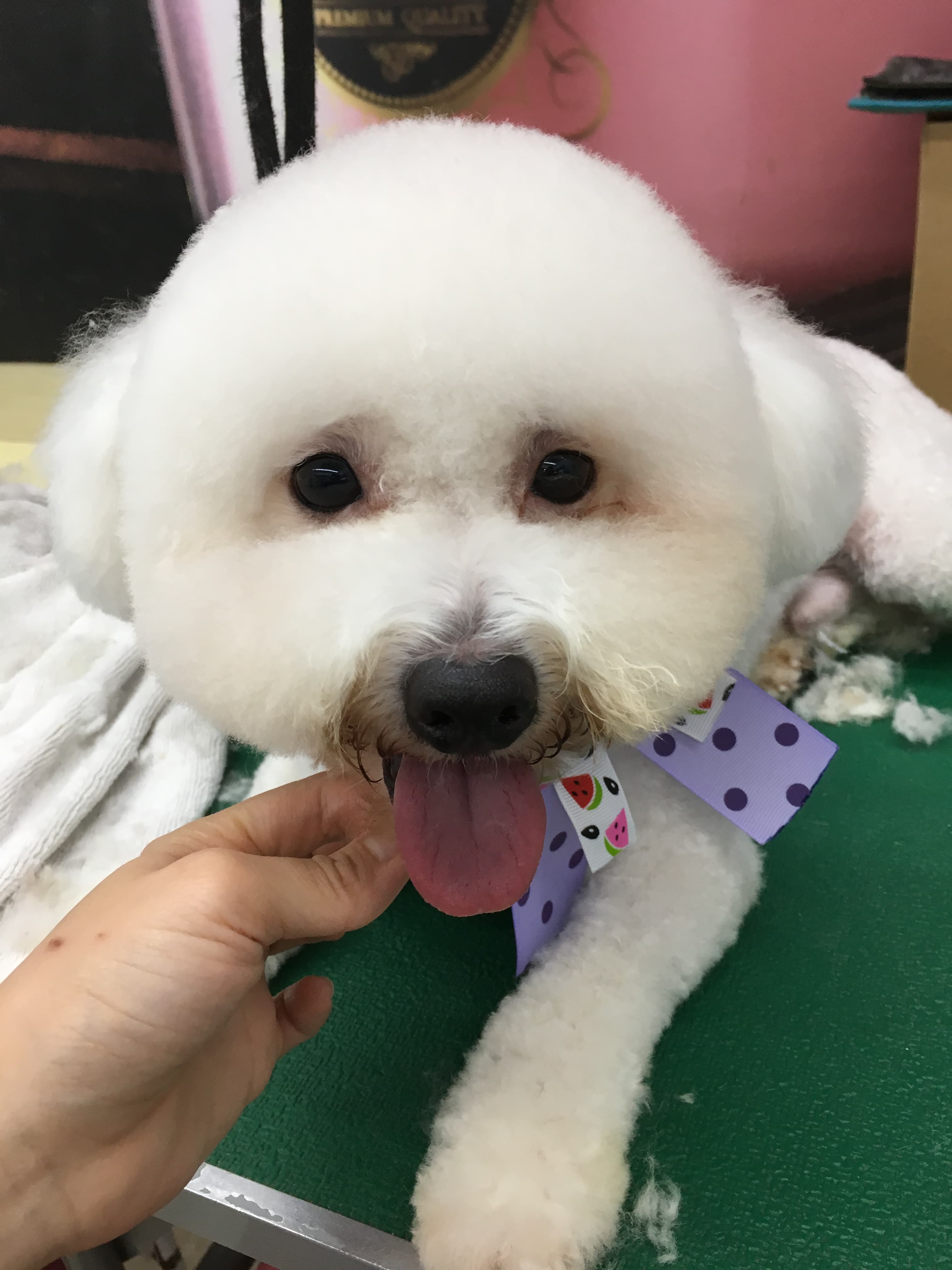 飼主對美容後有期望中的外觀記得先與美容師討論。（新北動保處提供）