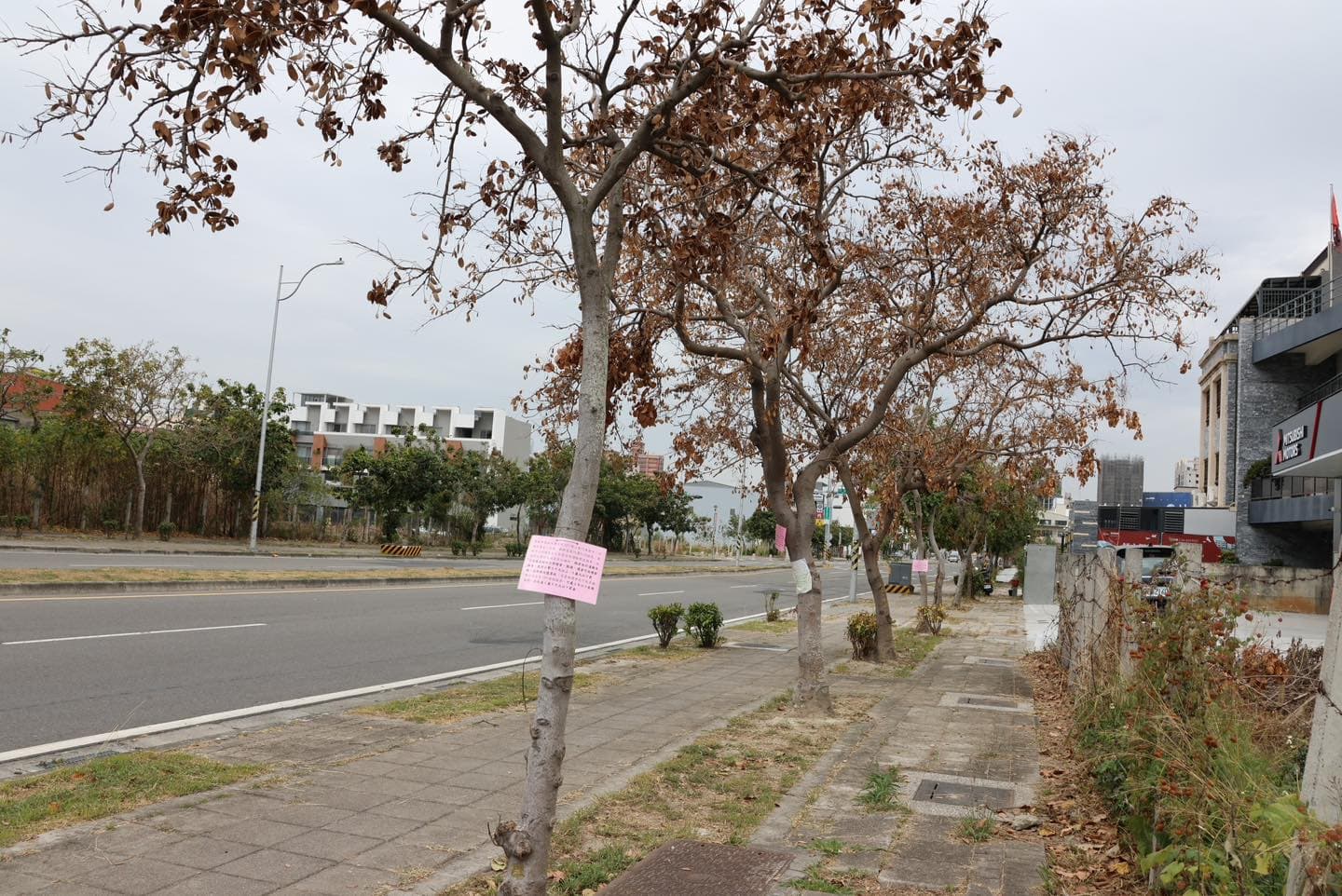 員林大道四段人行道上有4顆水黃皮行道樹遭鑿洞灌農藥因而枯死。(翻攝自員林市長游振雄臉書)
