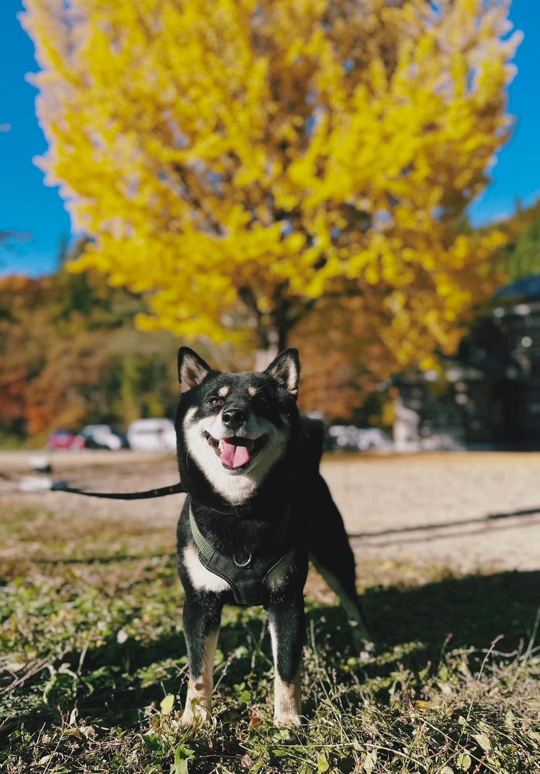 頭好壯壯的可愛柴犬也在主人零食的誘惑下,成為超萌模特兒。