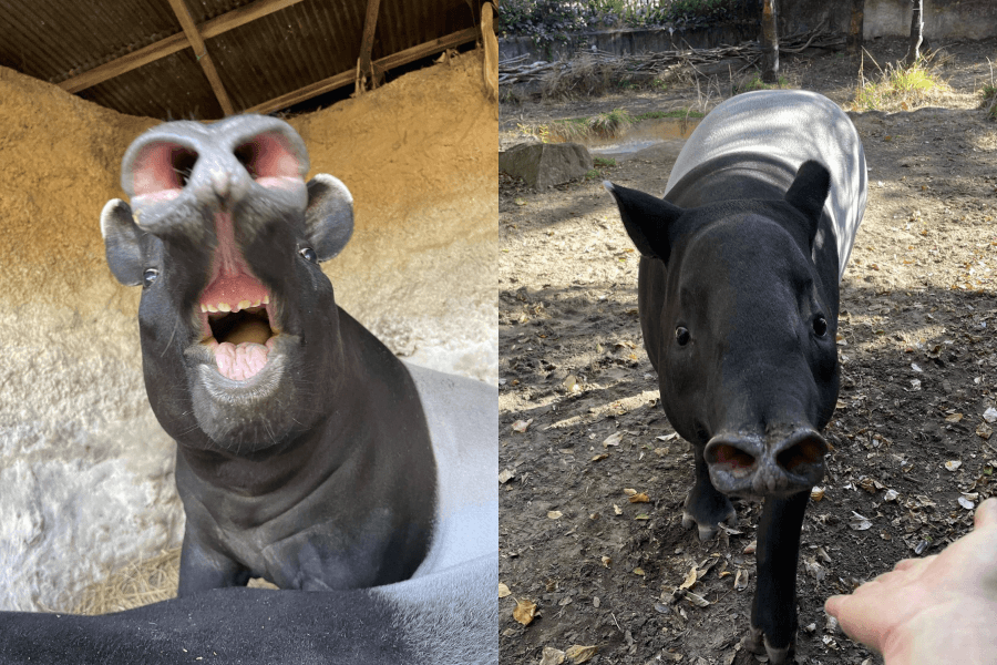 英雄有柔軟的鼻子,性格溫和親人。(翻攝自橫濱動物園官網)