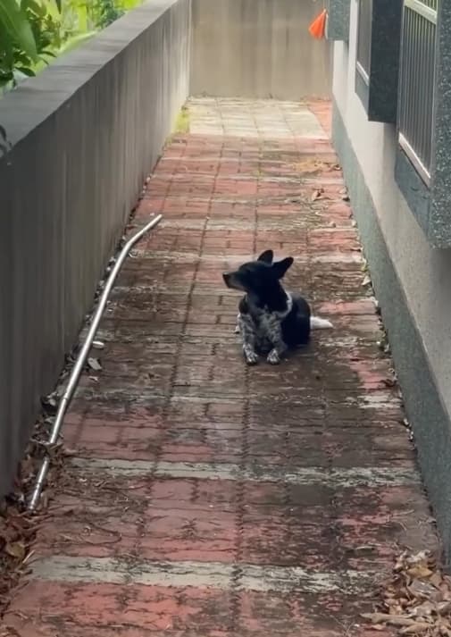 廖姓阿北今在自家旁的小路發現美琪。（翻攝畫面）