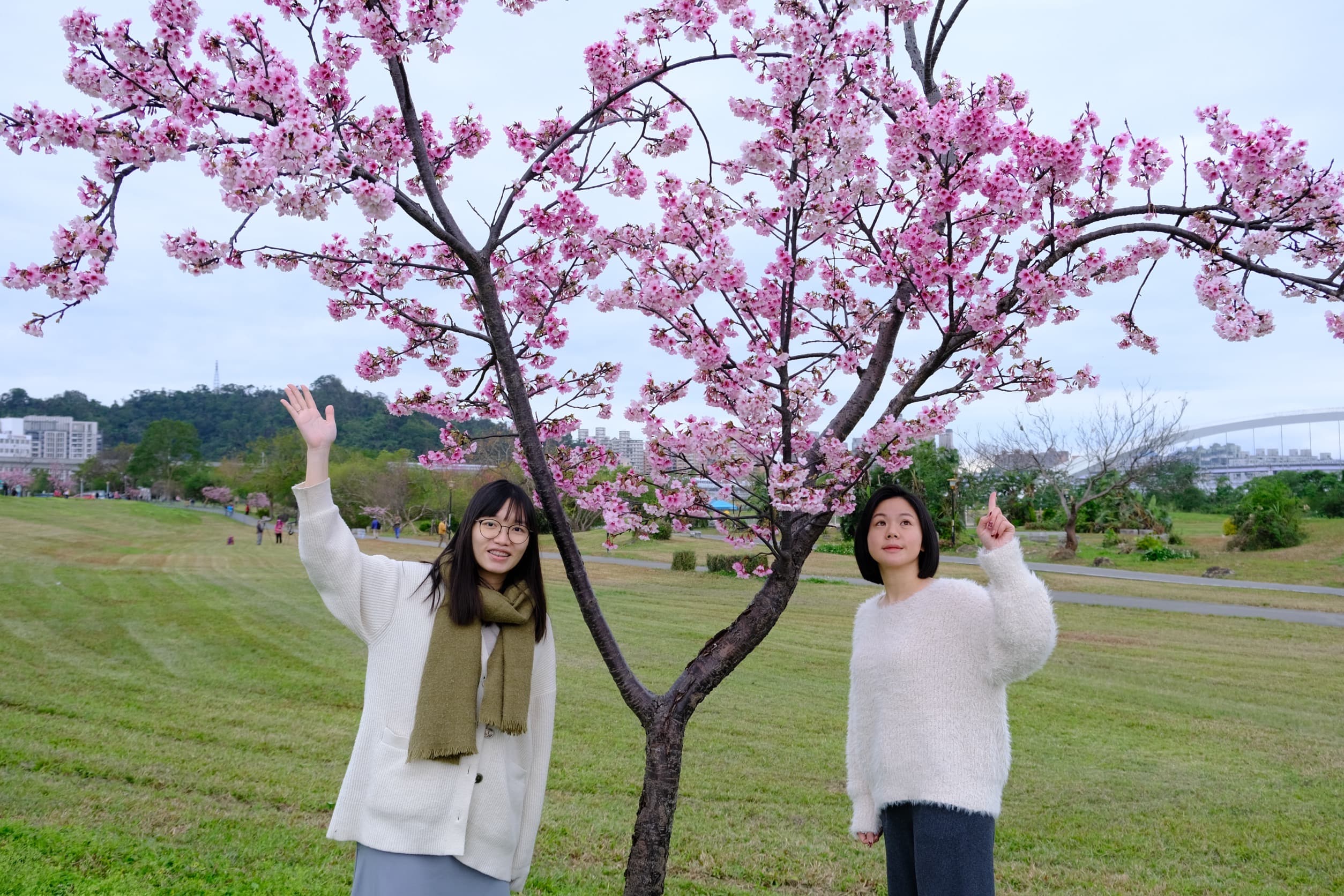 和朋友一同漫步於陽光運動公園,共賞春日櫻花美景。(新北市高灘處提供)