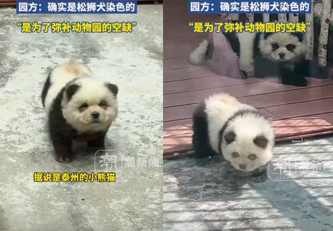 遊客發現園區內的貓熊看起來怪異,後來才發現竟然是狗染色假扮的。(翻攝微博)