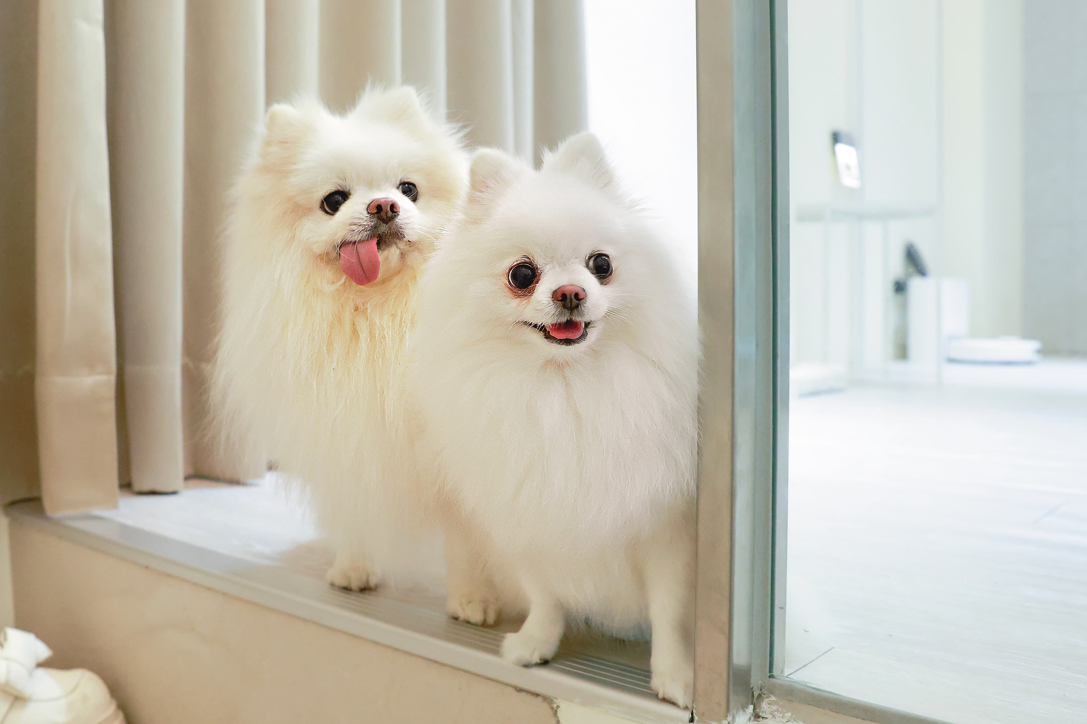 博美犬夭夭(右)十分注意ㄉㄨㄞ ㄉㄨㄞ(左)的行動,會一起看著拍攝團隊的一舉一動,這對狗夫妻也算很有默契。
