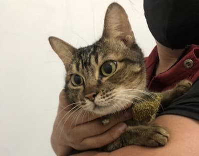 動保處派員至該址稽查貓隻有無飼養不當。(新北動保處提供)