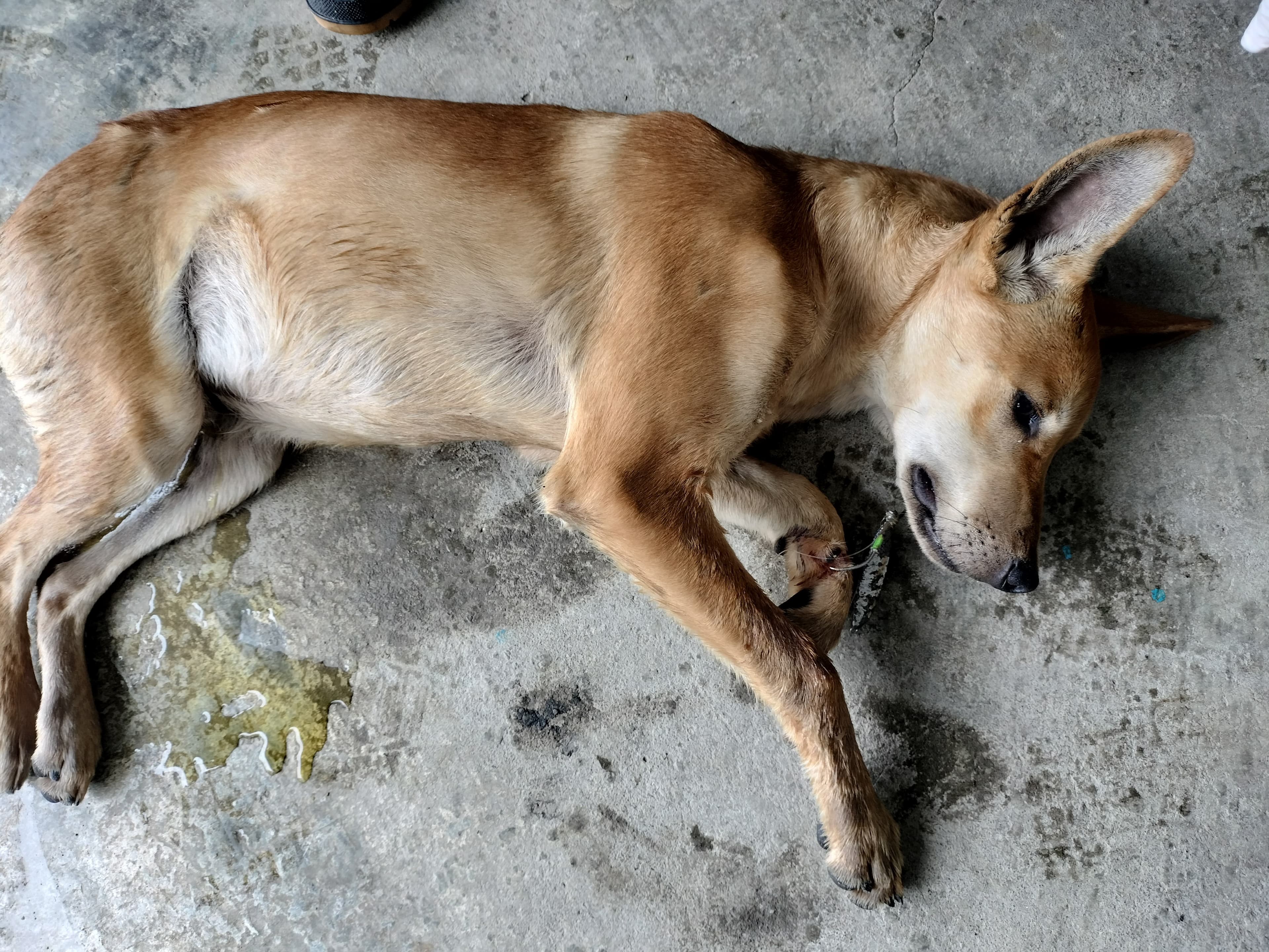 受傷犬隻疼痛哀嚎奄奄一息。(新北動保處提供)
