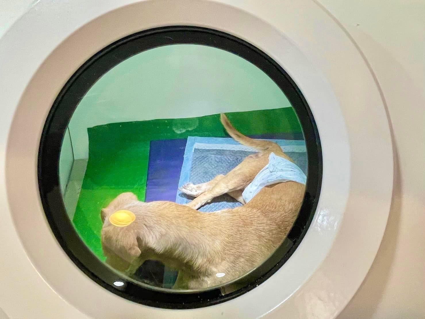 癱瘓的毛孩在高壓氧治療艙內做無痛治療。(寵樂動物醫院提供)
