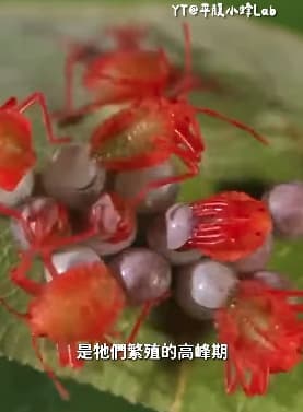 荔枝椿象卵若呈現空殼狀代表已經孵化,幼蟲可能已隨衣物進入室內,民眾在收衣時務必仔細檢查。(翻攝自臉書/呂軍逸(蝌蚪老師) 昆蟲&生態講師)