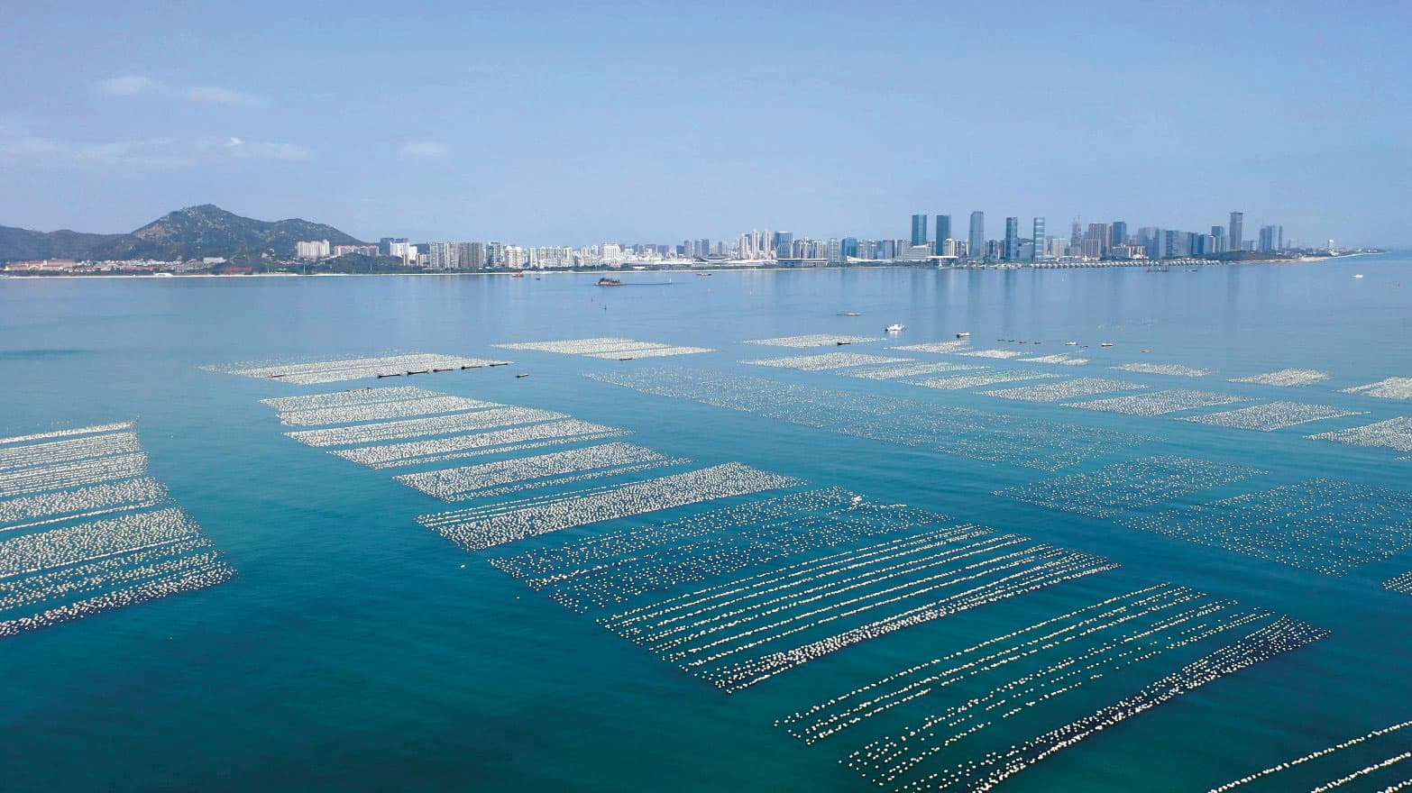 金門當地稱為「珍珠海」的蚵棚,不僅牽涉國安議題,也有環保疑慮。(洪清漳提供)