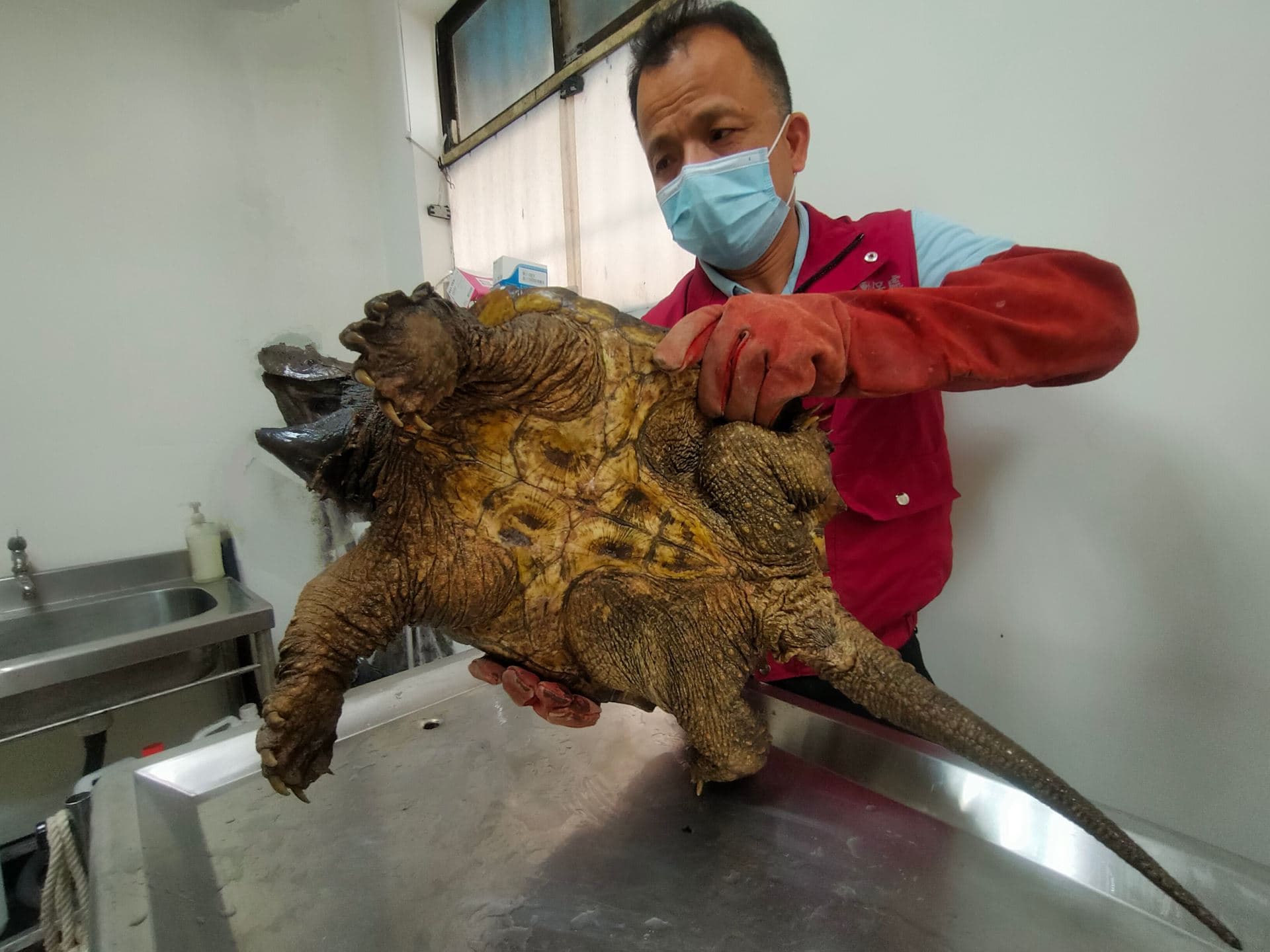 三芝動物之家站長謝弘斌獸醫師初步檢傷及辨識,確認這隻烏龜是外來物種大鱷龜。(新北市動保處提供)