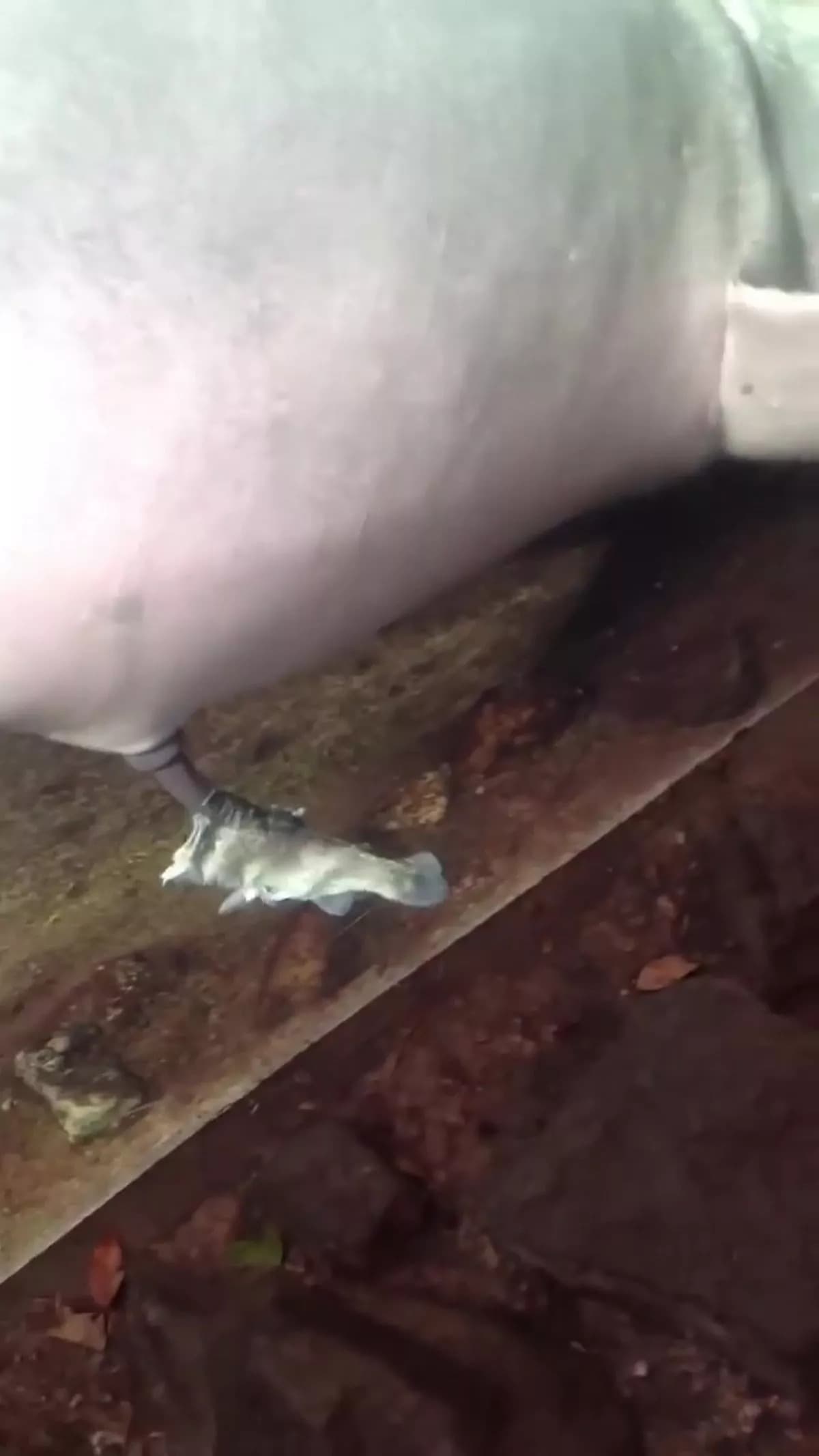 這隻男海豚的生殖器,套進死魚身體裡。(翻自《每日星報》)