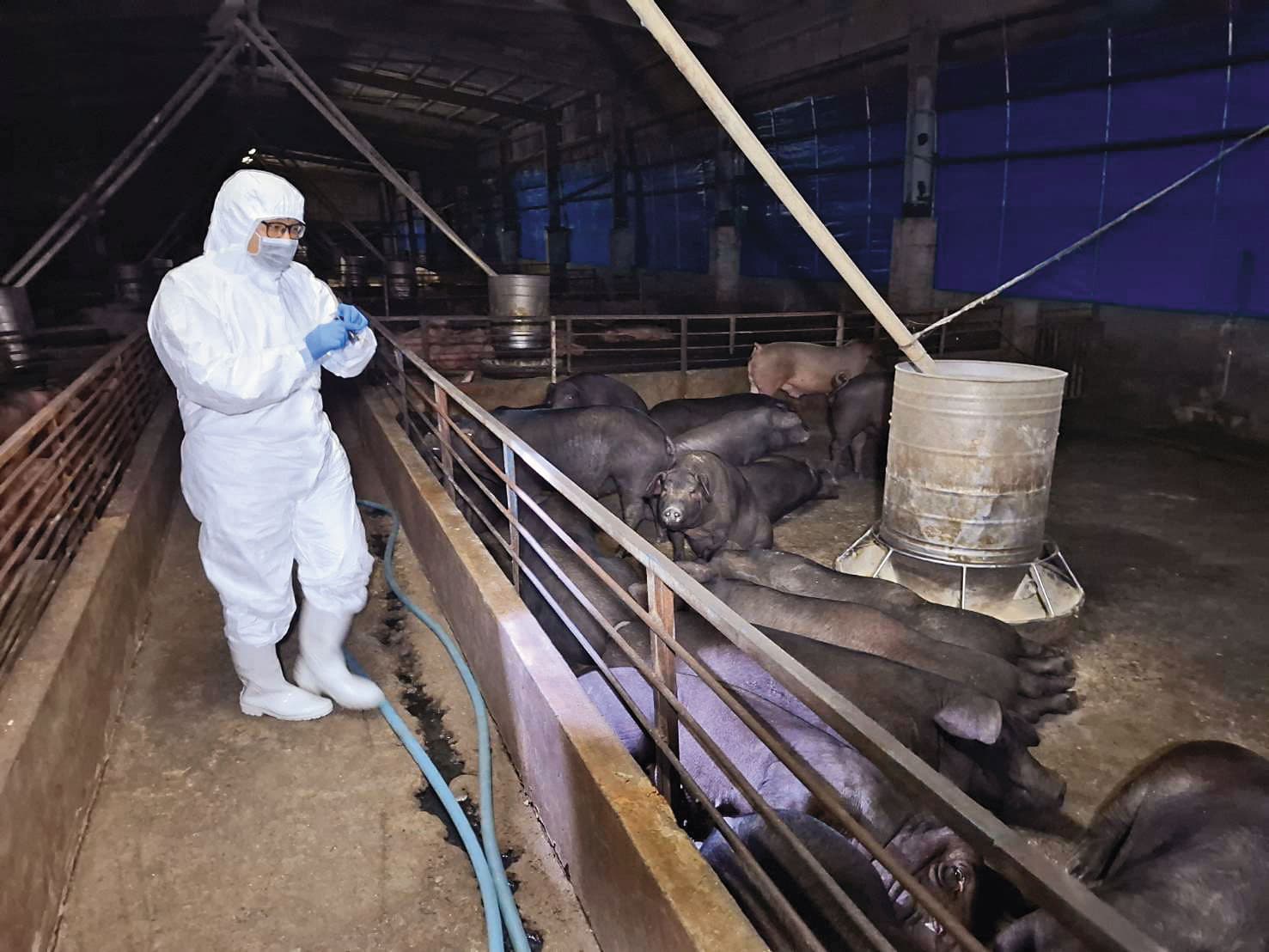 台中梧棲一處養豬場爆非洲豬瘟,感染的豬隻已遭撲殺,並緊急消毒。(台中市政府提供)