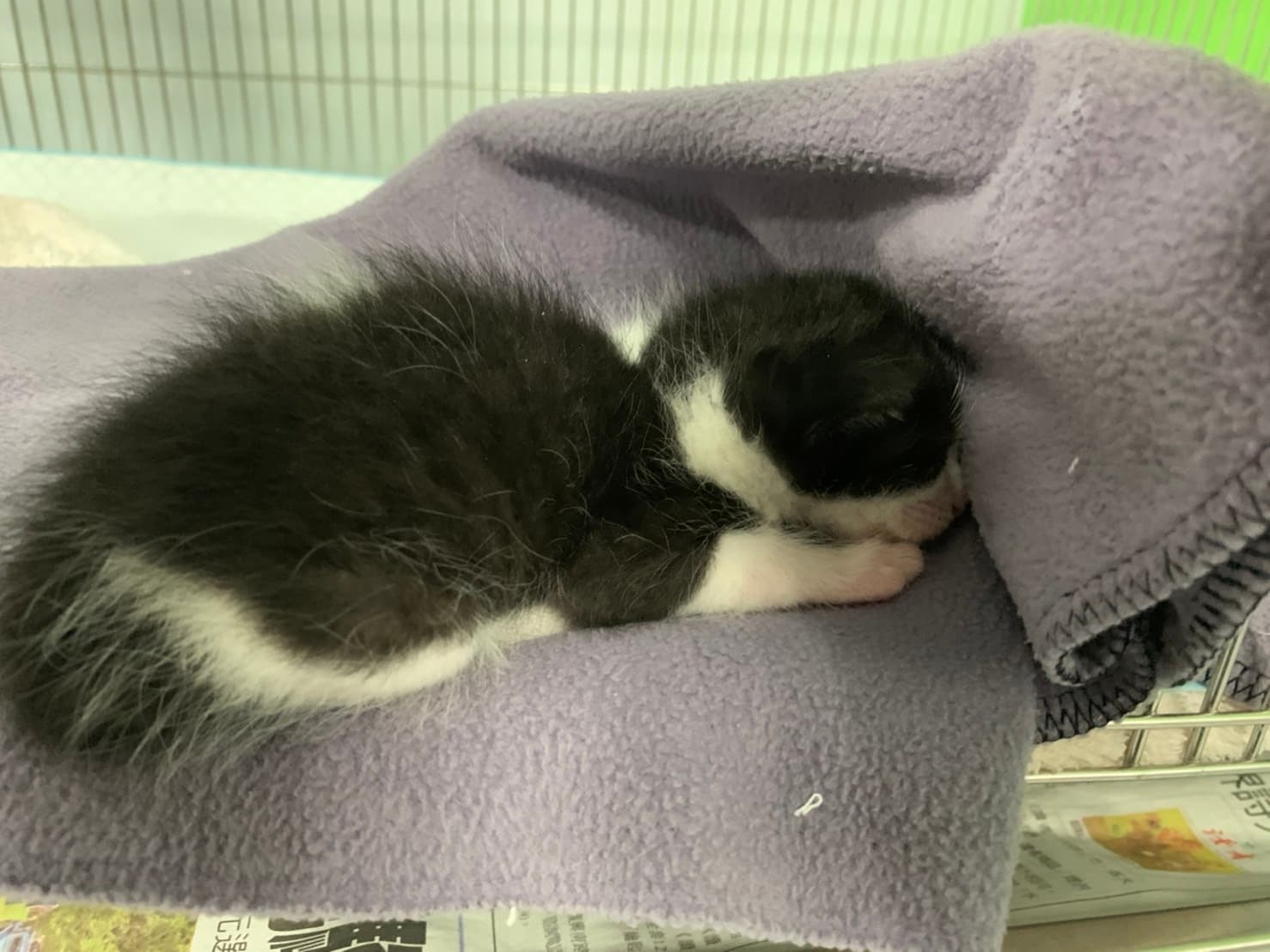 黑白幼貓完成進食後安靜睡眠。(新北動保處提供)