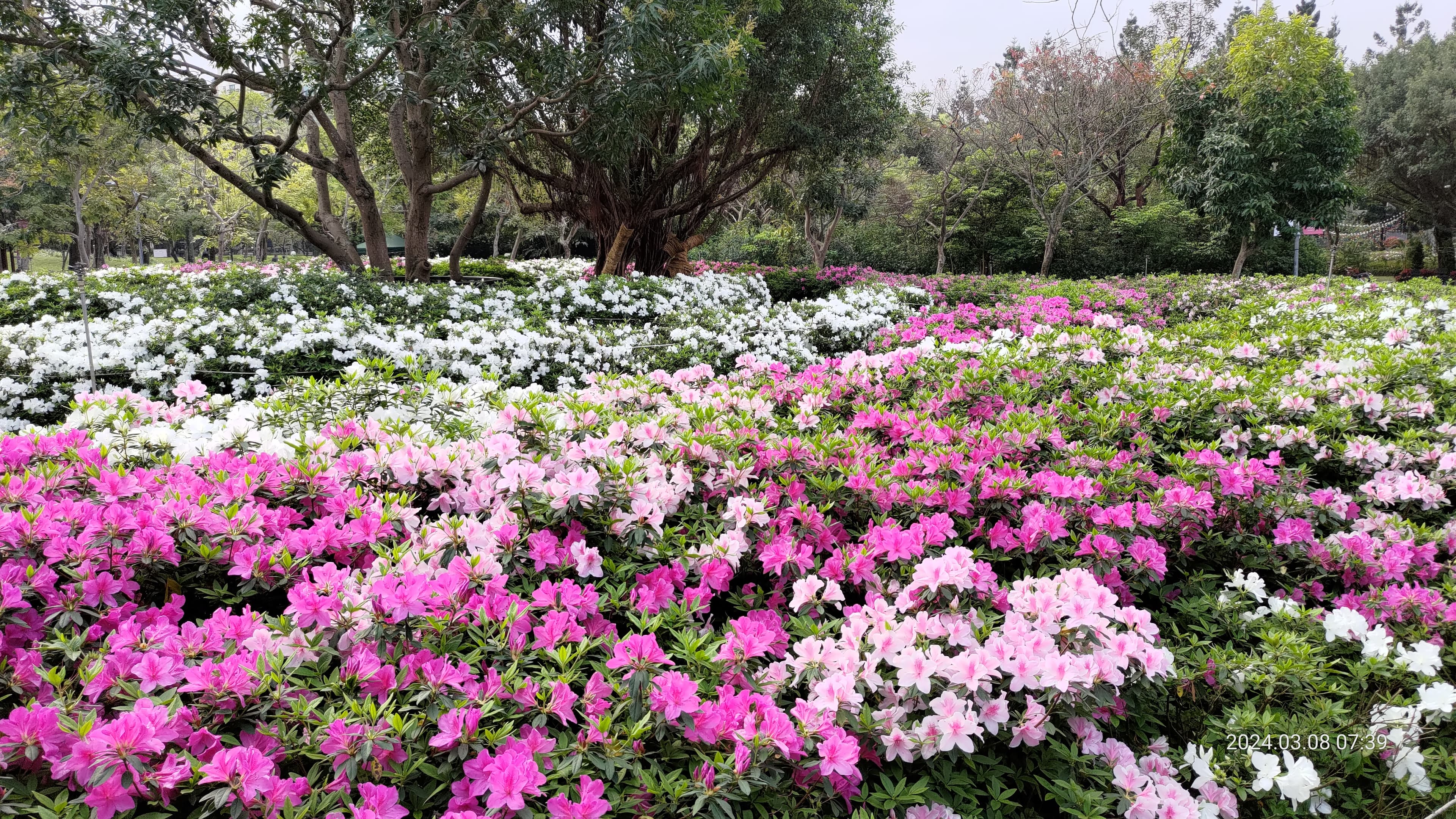 大安森林公園生態復育有成,連樹木都重新栽種,2020年啟用的「杜鵑花心心」,每年春天杜鵑花季都吸引無數民眾前來,成為熱門打卡景點。(大安森林公園之友基金會提供)