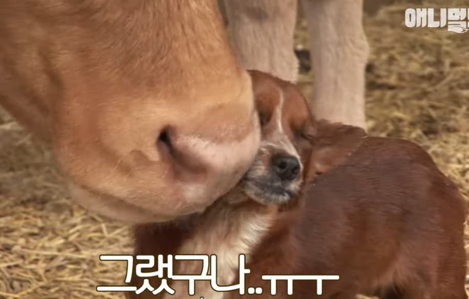 飼主原本因為經濟窘迫要賣牛,但看到狗與牛媽媽的難分難捨,最後改變主意。(翻攝SBS TV동물농장x애니멀봐)