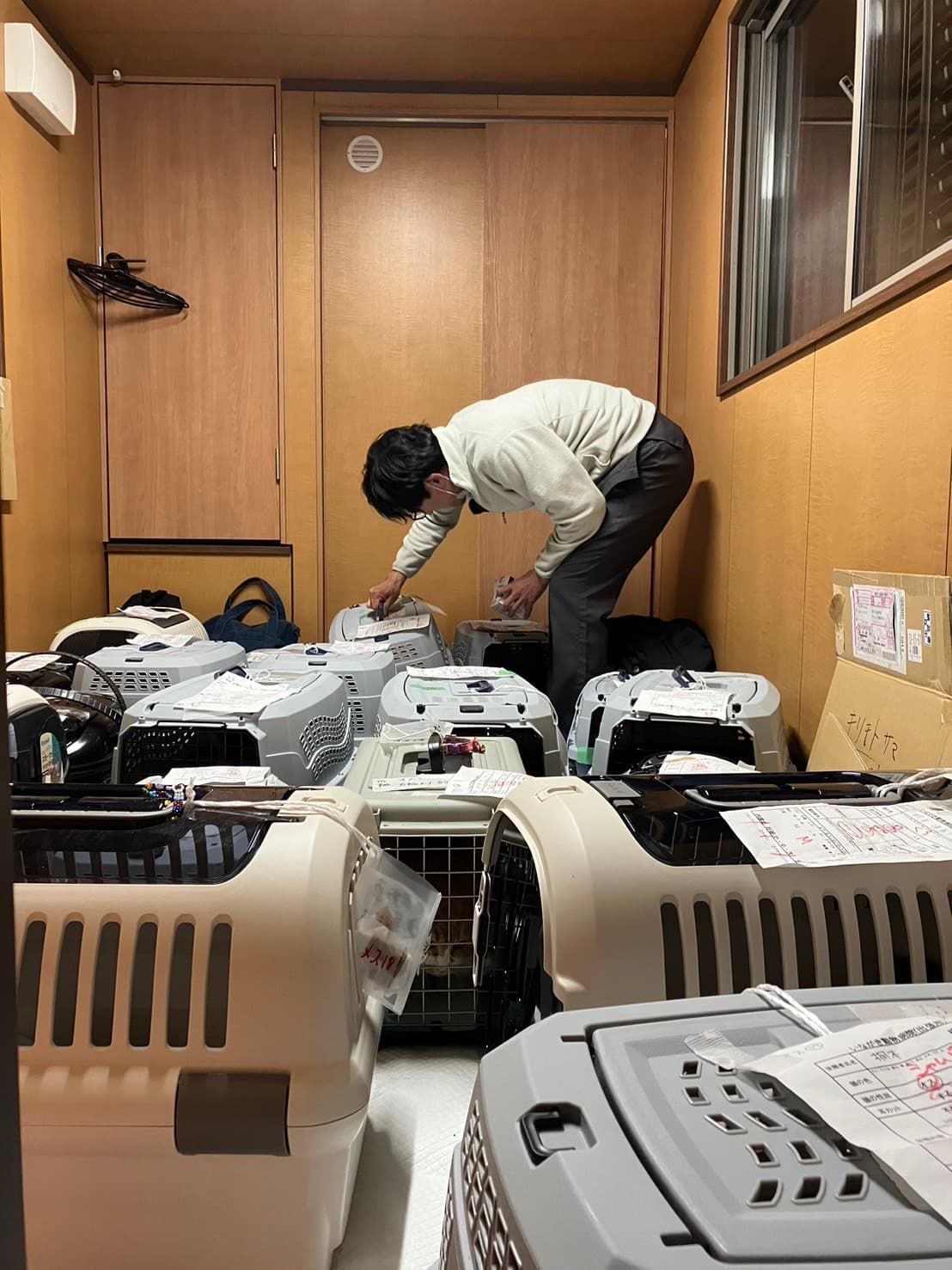 搶救回來的貓正接受志工細心照料。(桐本滉平提供)