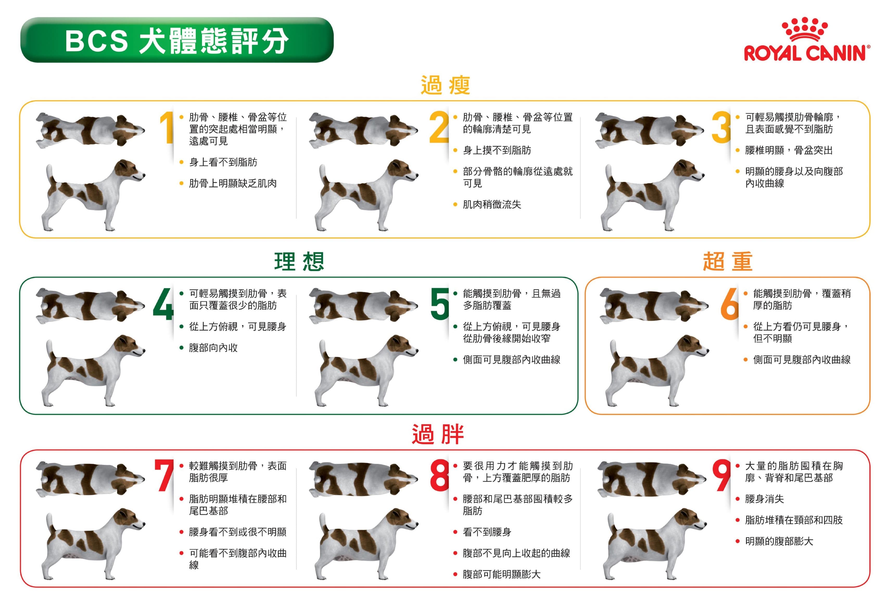 法國皇家BCS(Body Condition Score)犬體態評分表。(法國皇家提供)