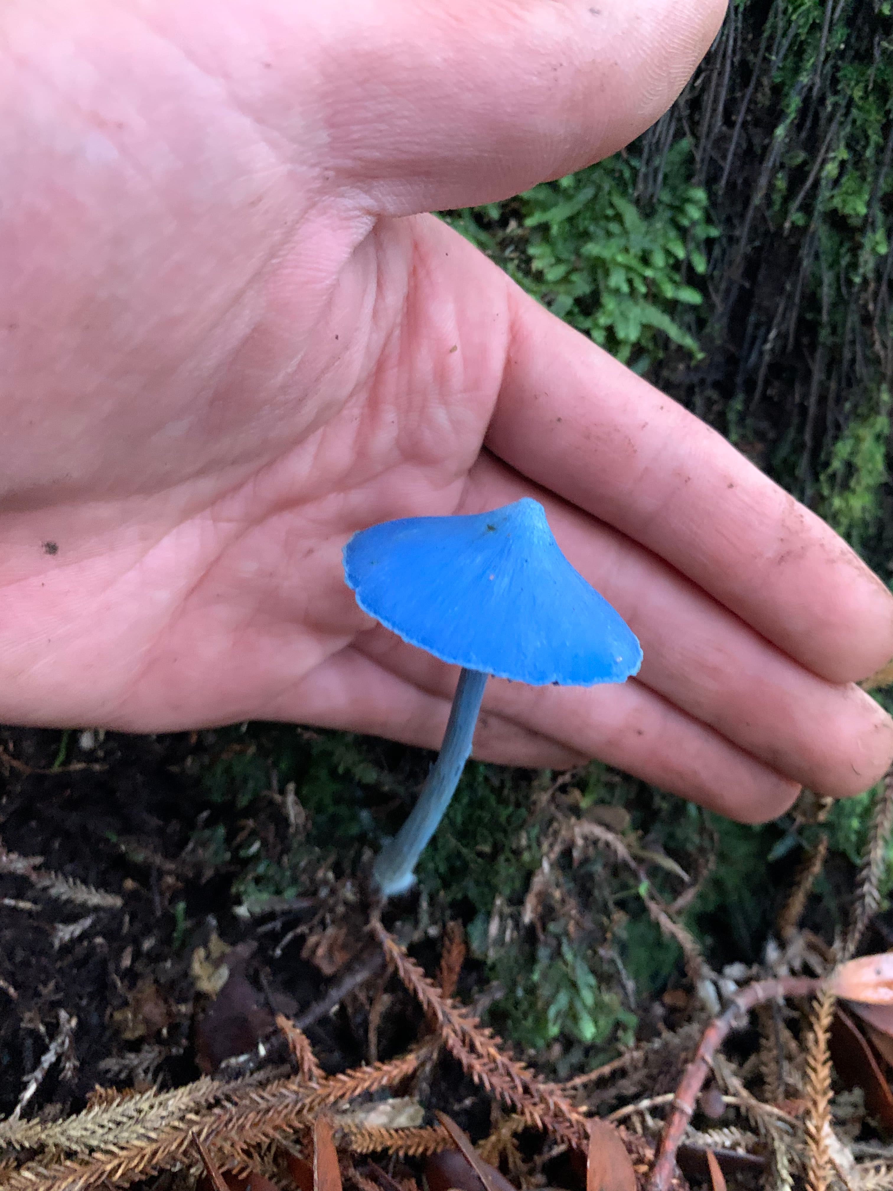 有日本網友在野外發現「藍瘦香菇」。(翻攝自X@Invertebratist)
