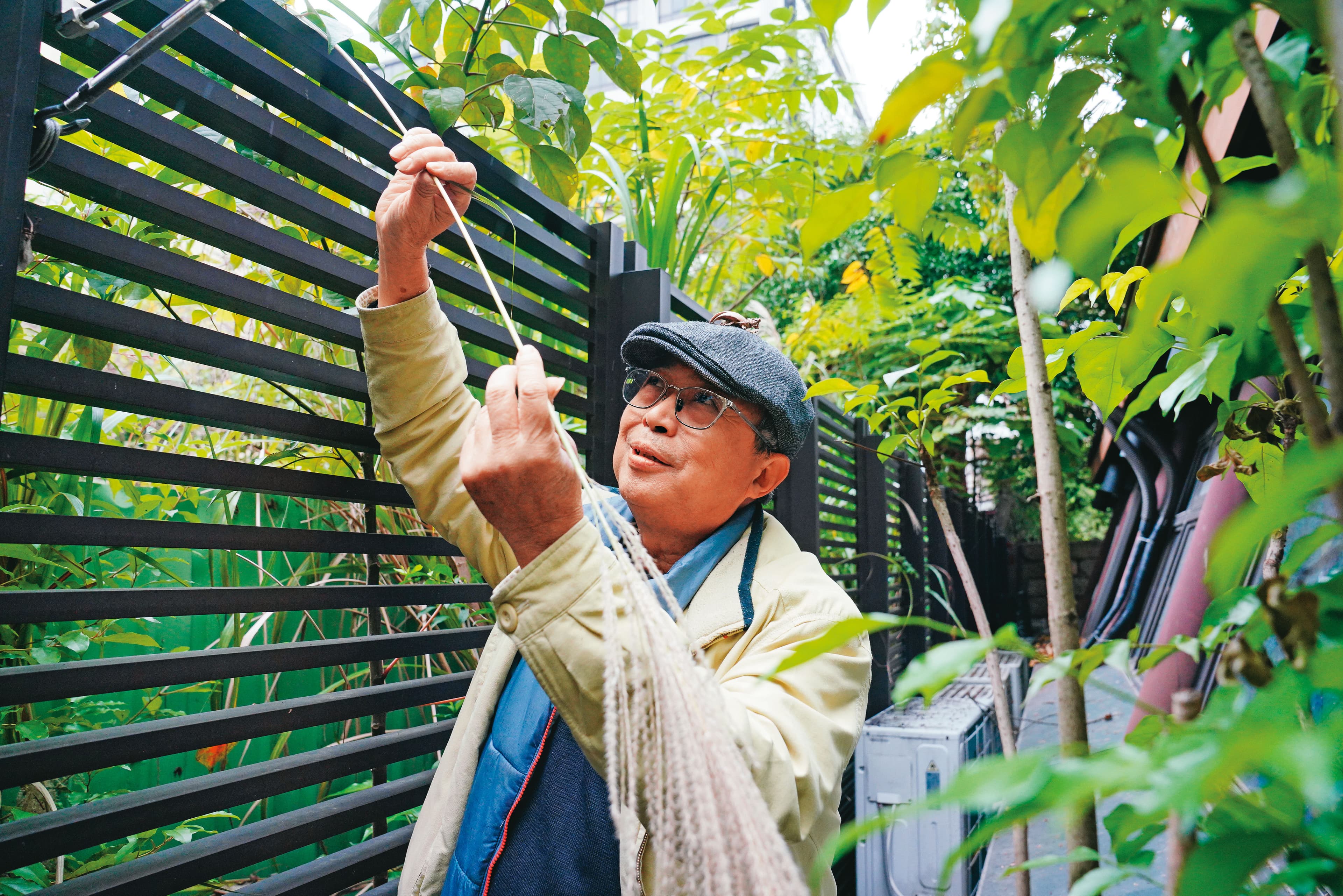 芒草是林三元草編的重要原料之一,平常他會到戶外摘取。