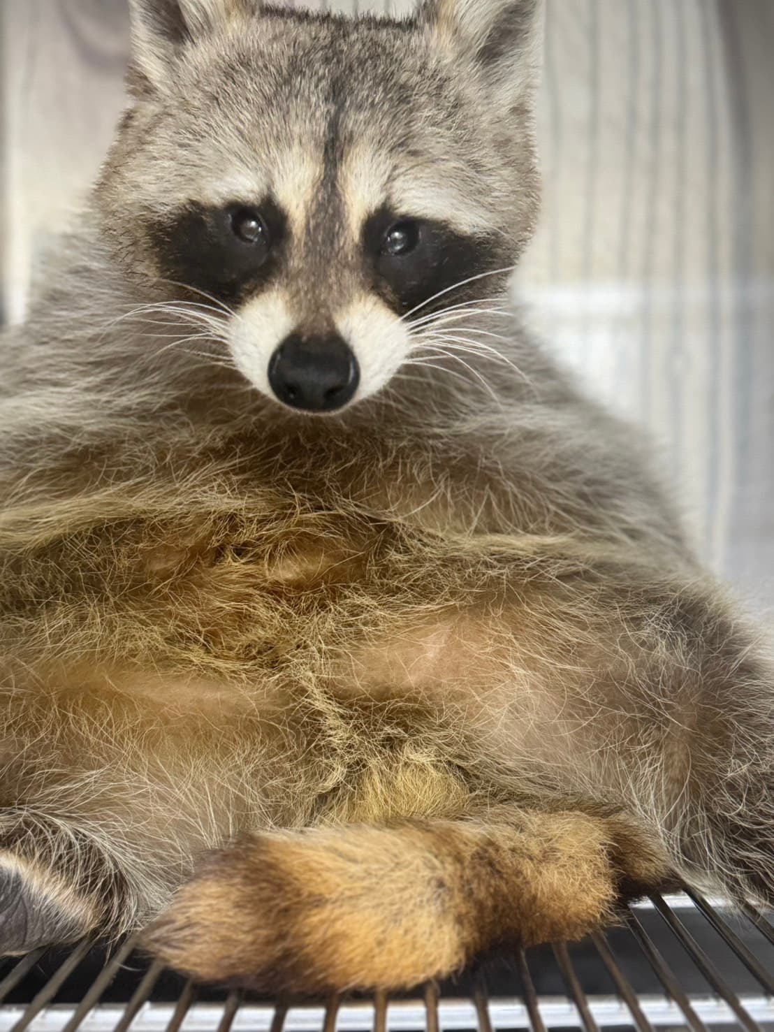 浣熊有動物界蒙面小賊的可愛稱號。(新北動保處提供)