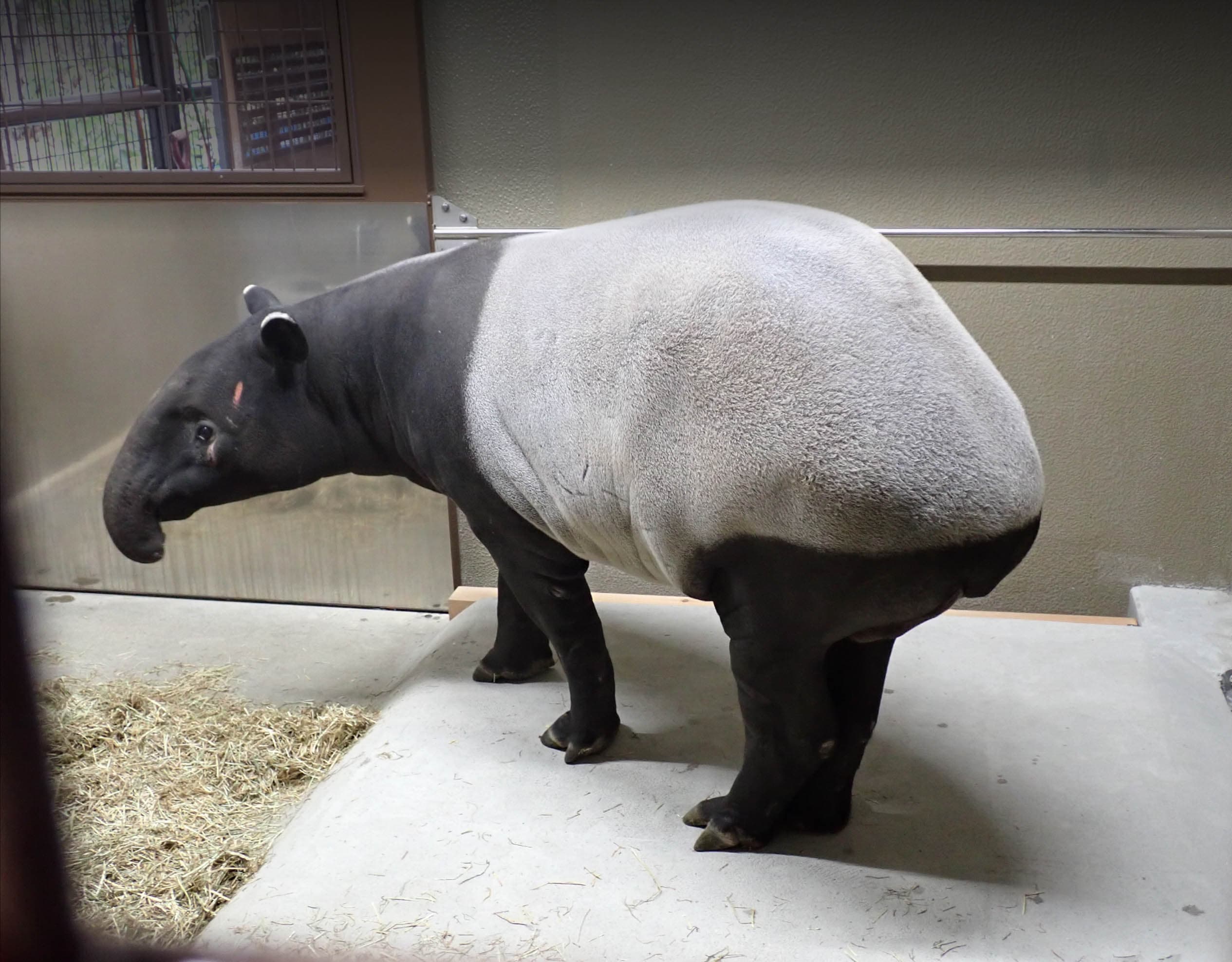 「貘豆」經過二天一夜的旅程後,20日傍晚順利抵達名古屋東山動植物園。(東山動植物園提供)