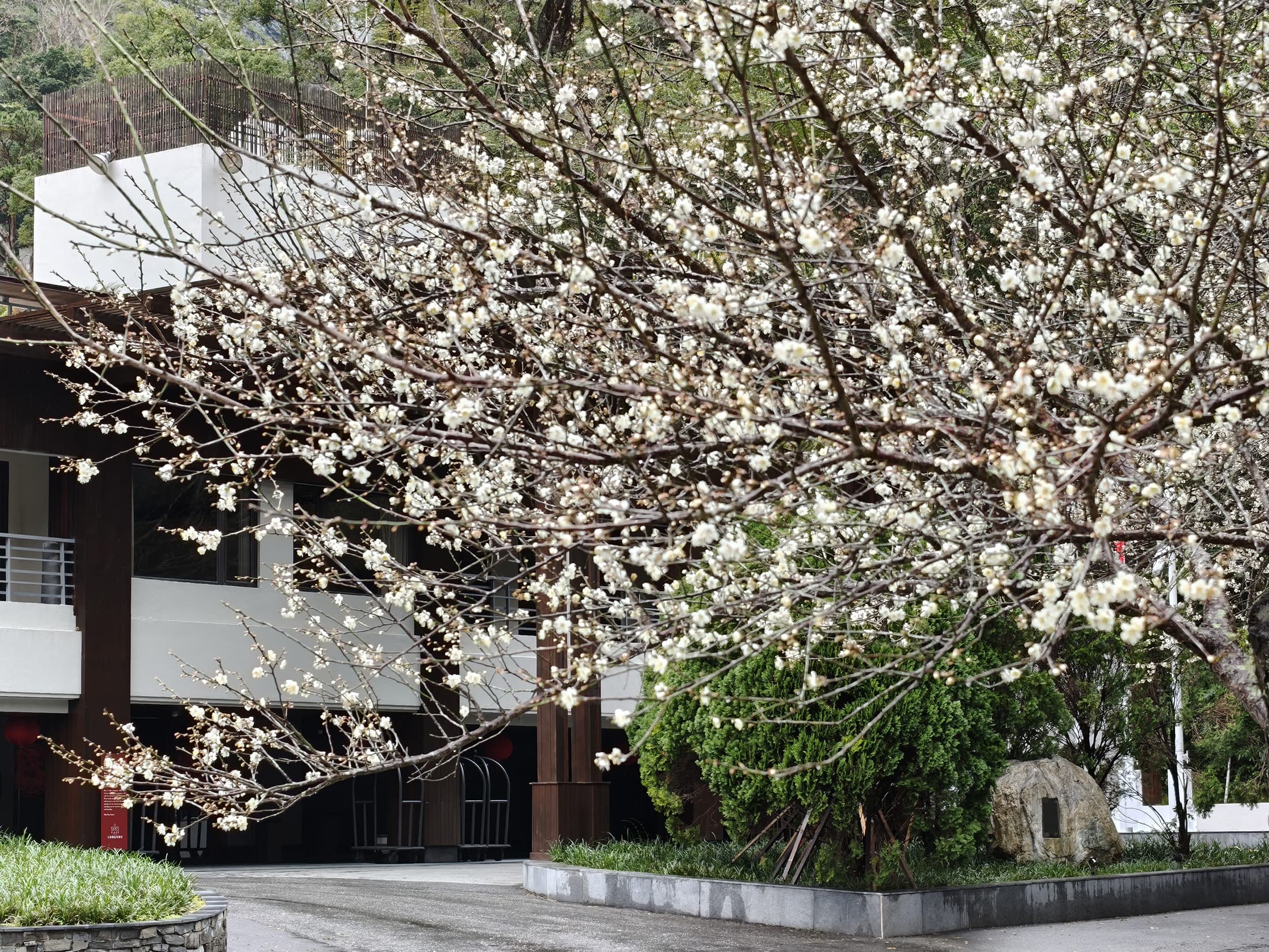太魯閣晶英酒店周邊梅花盛開,入住即可輕鬆享受賞梅的樂趣。(太魯閣晶英酒店提供)