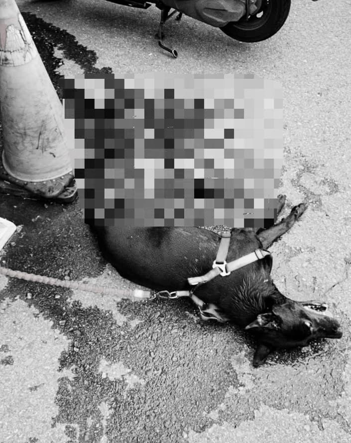 「小黑」遭拖行慘死。(翻攝自「新竹市浪愛傳遞貓狗tnvr協會」臉書)