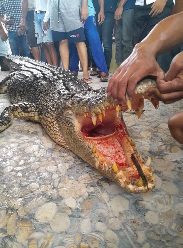 殺人鱷魚,最後也被警方逮到並處死。(翻自臉書)