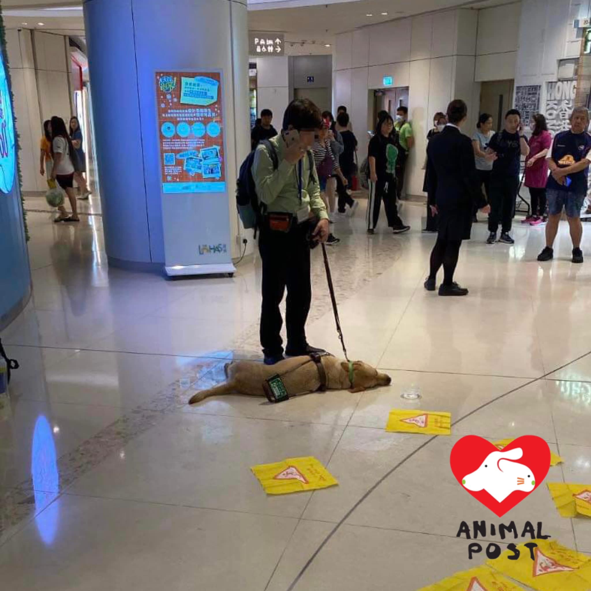 香港導盲犬Funny近日突然在商場倒地,送醫搶救仍宣告不治。(翻攝自香港動物報)