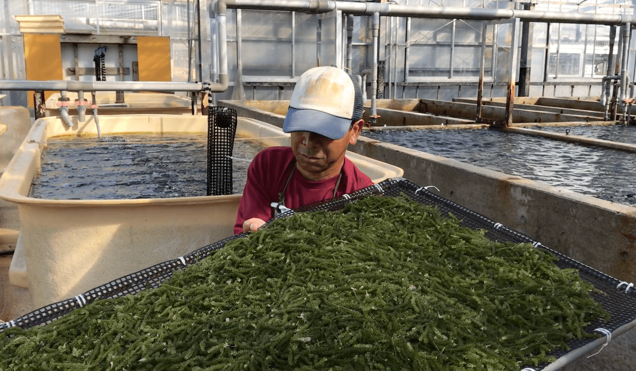 海葡萄雖有假根,仍要固定在網板上才會成長,養殖場工作人員每天要在高溫高濕環境下搬幾百塊這麼大的網片,真的很辛苦。
