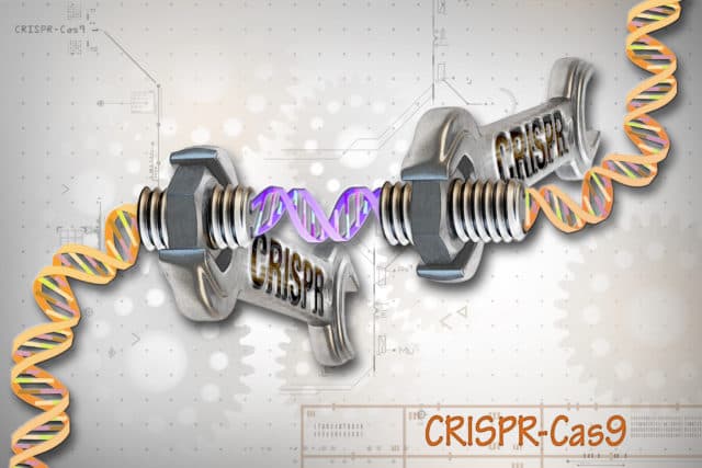 Crispr-Cas9系統(Wikimedia Commons)