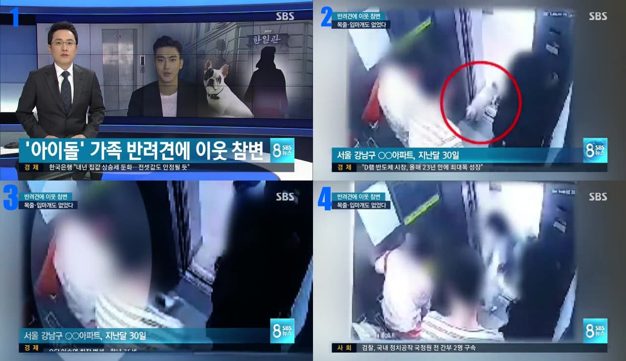 韓國SBS新聞播出始源家鬥牛犬衝進電梯,無來由咬了金某的腳,崔家的人趕緊將狗抱走。金某在6天後因敗血症去世。(合成圖片,翻攝韓國SBS新聞)