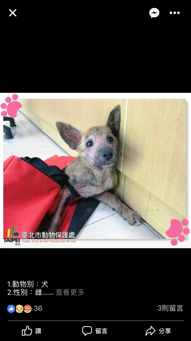 這是姆姆剛被棄養時,登錄在網站上的「醜」樣子。(Judy 提供)