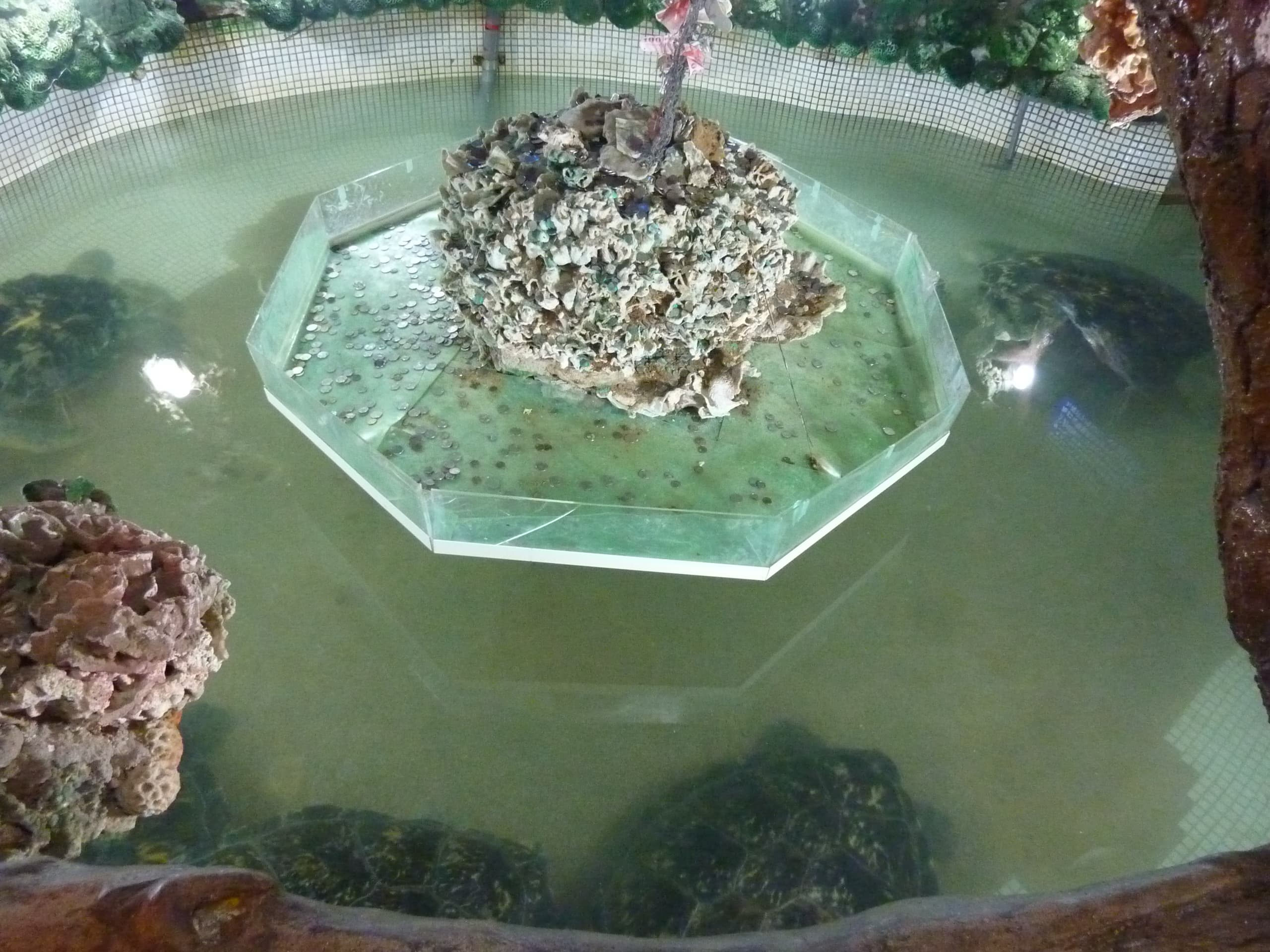 澎湖大義宮飼養的海龜關在不見天日的地下室,廟方將牠們居住的水池營造成「許願池」,信眾丟擲的硬幣造成海龜重金屬汙染。(翻攝畫面)