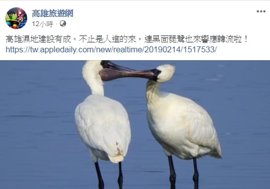 臉書《高雄旅遊網》的小編PO文說連黑面琵鷺也來響應韓流,引起網友不滿。(圖擷自高雄旅遊網臉書)