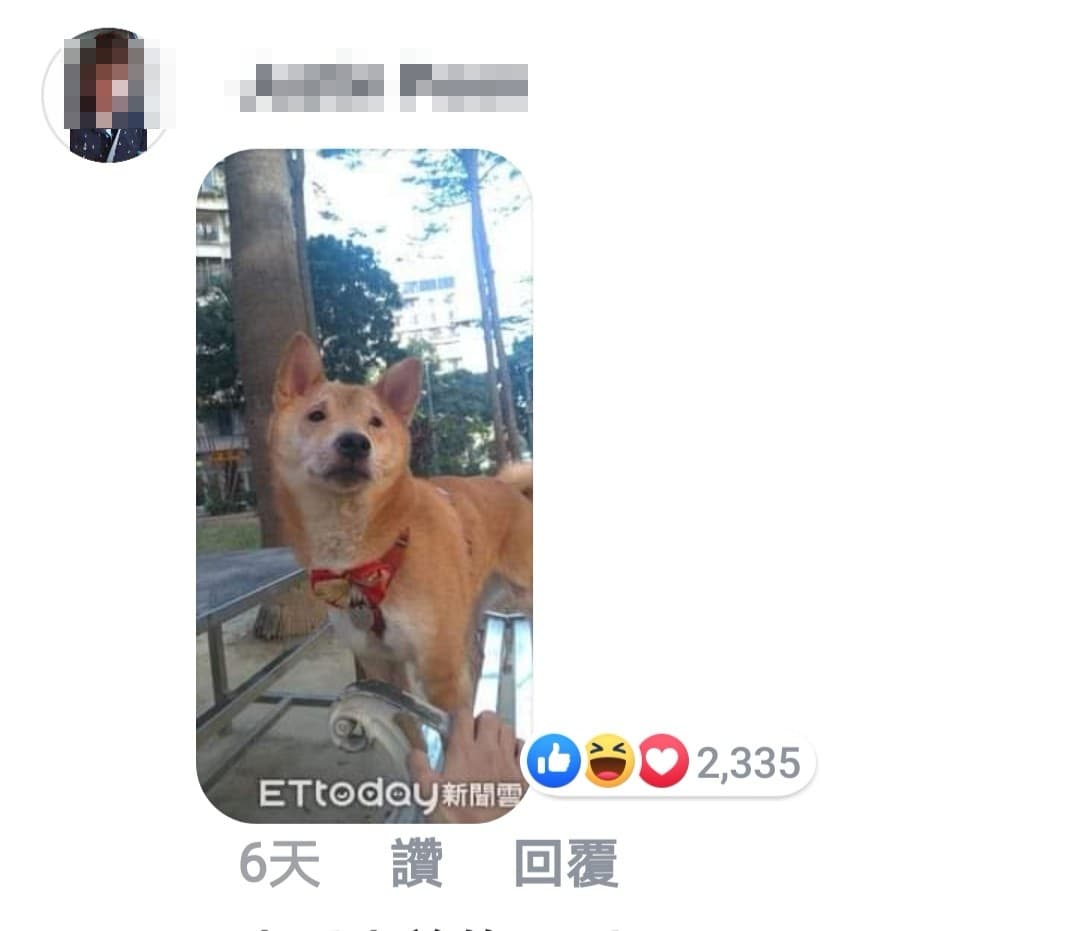 本刊之前也曾報導的「柴犬界李榮浩」再度登場。(翻攝李榮浩臉書)