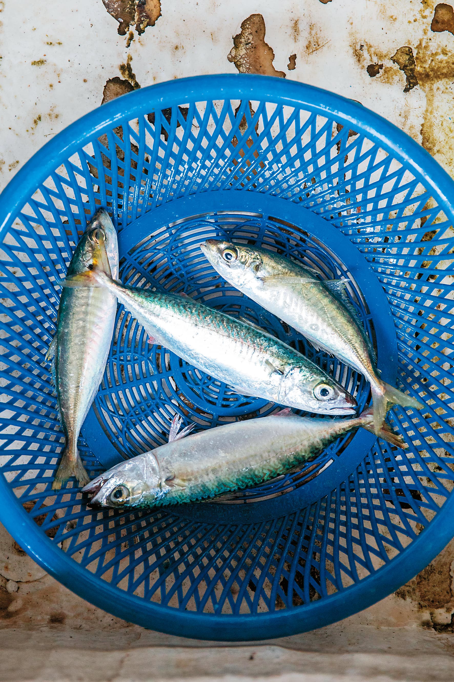 「島嶼慢魚體驗」希望推廣吃當季漁獲。