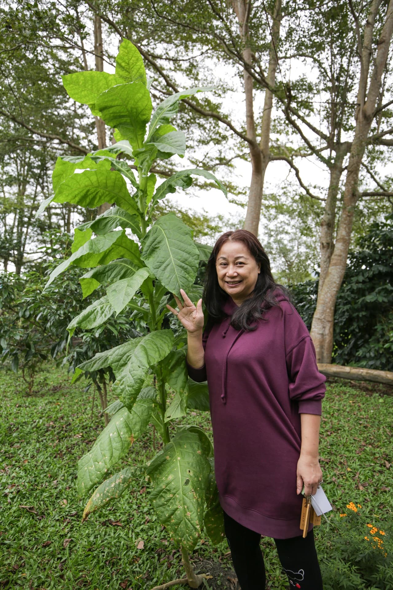 王春蓮本身是導覽員,園區刻意種植幾株菸葉,供人觀賞。