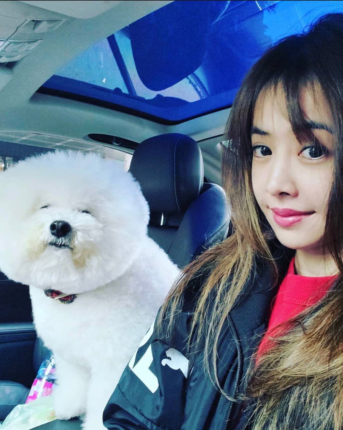 Jolin對寶貝比熊犬「屋虎」疼愛有加,常帶著牠一起上工。(翻攝自蔡依林IG)