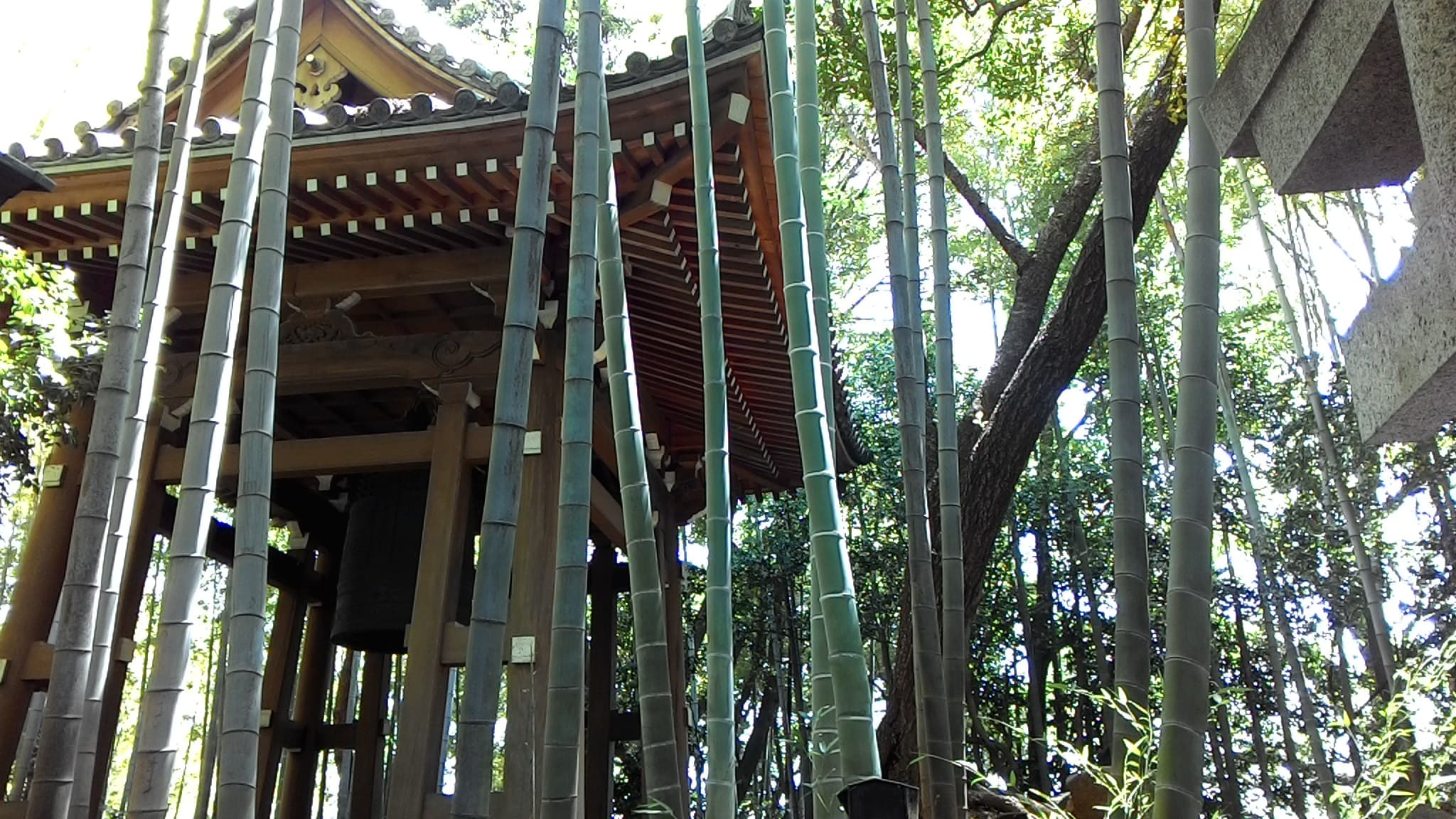 建功寺後山的竹林。