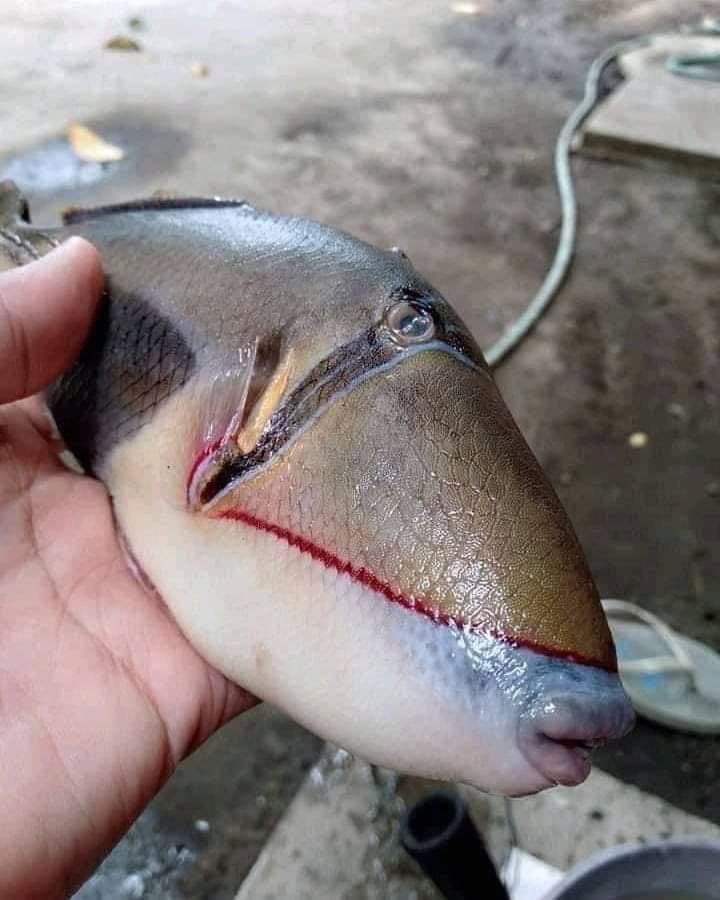 這種魚應屬於鱗魨科魚種,又稱做板機魚,個性非常凶悍。(翻攝自推特@raff_nasir)