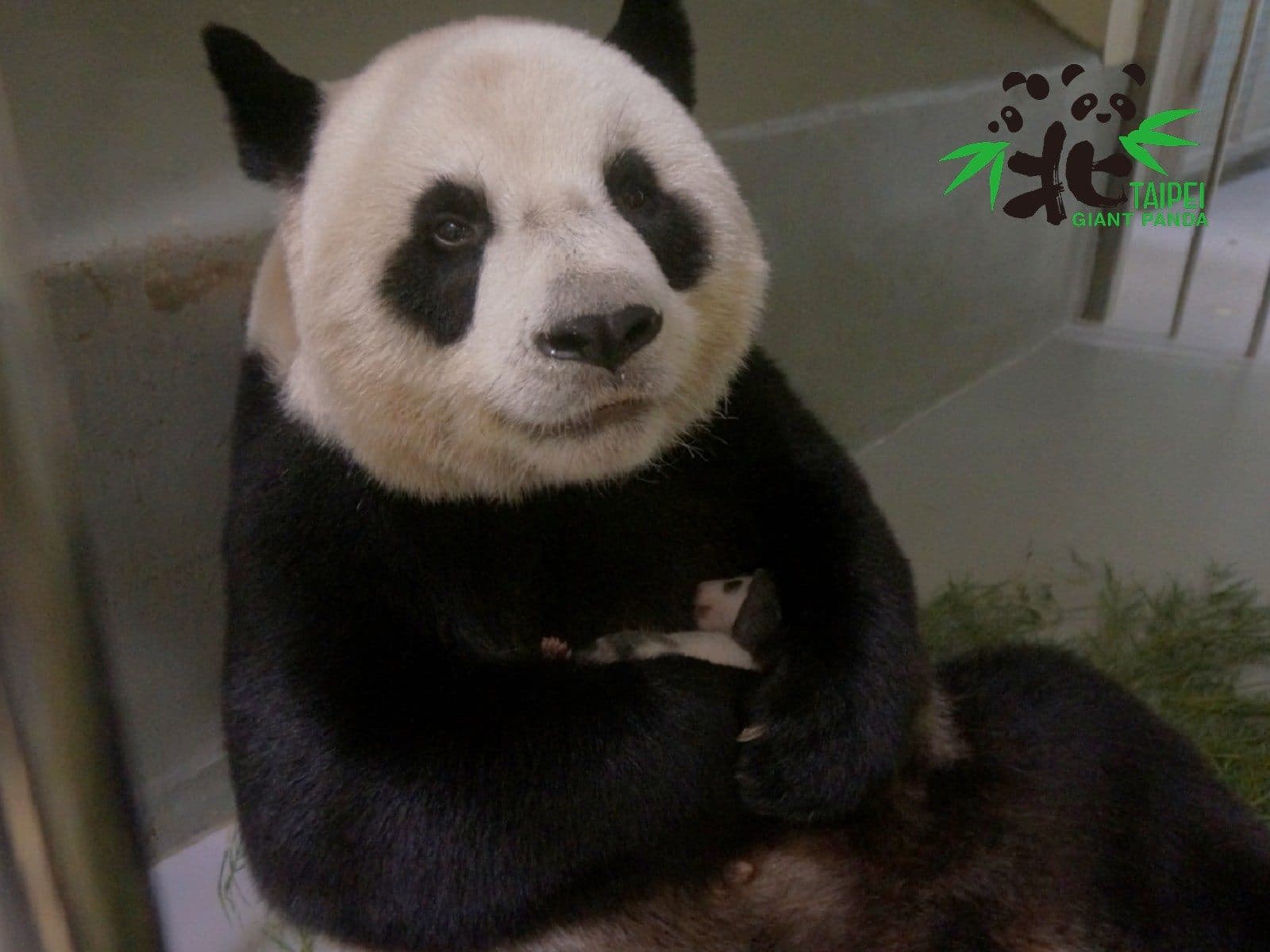 「圓仔妹」重回媽媽懷抱,畫面相當溫馨。(台北市動物園提供)
