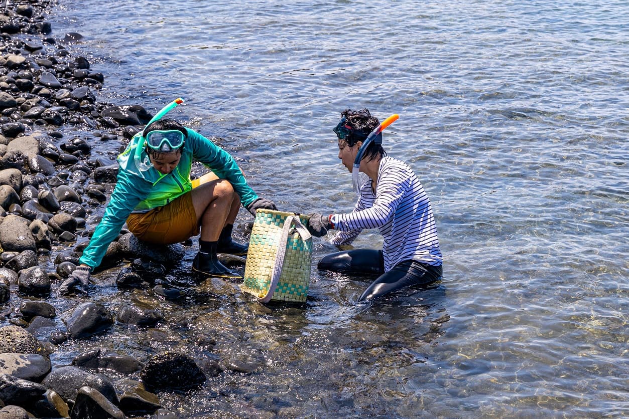 從岸邊挑選大小不一的石頭,準備搬到石滬邊進行修復。