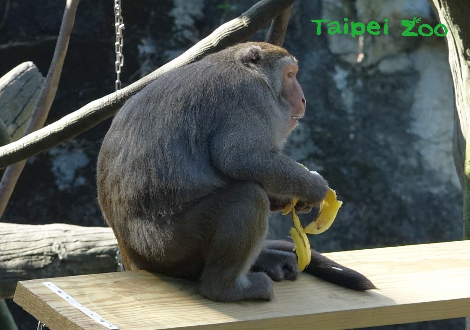 台灣獼猴最喜歡吃香蕉。(翻攝自臺北市立動物園)